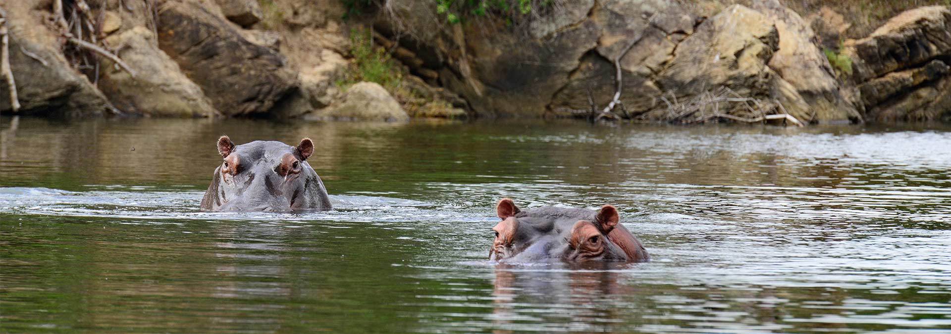 Kariega Hippos