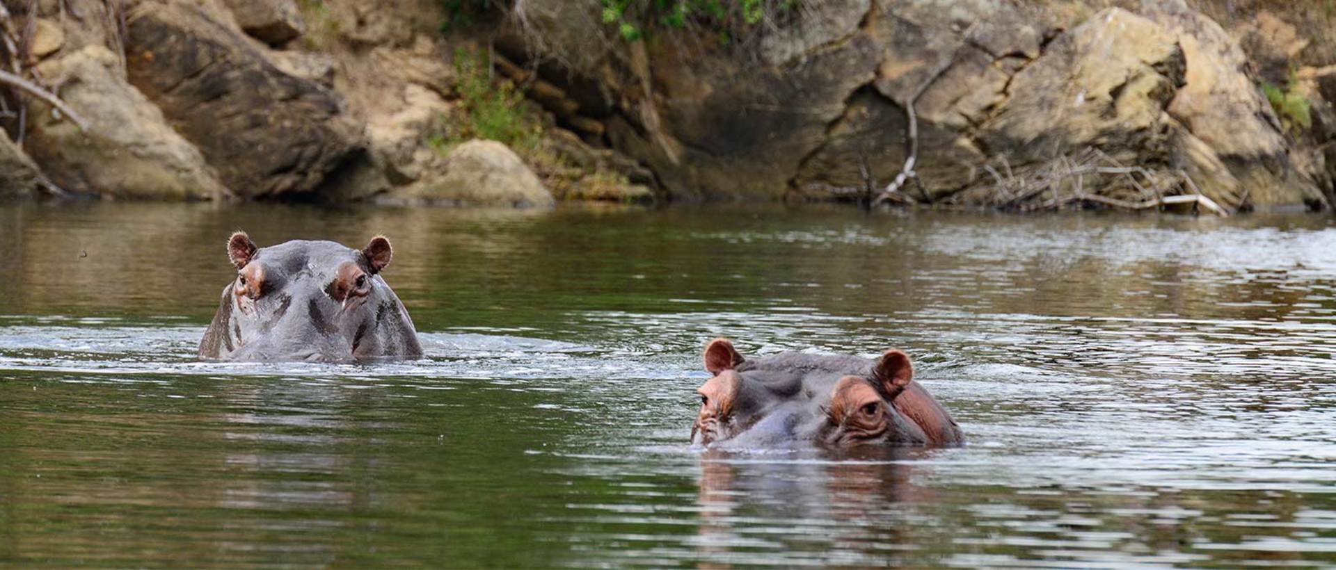 Kariega Hippos