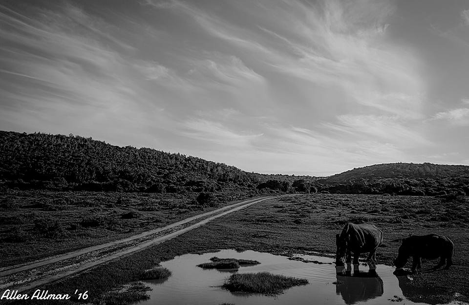 Thandi and Thembi on the Kariega plains by Allen Allman