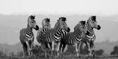 Kariega Zebras 