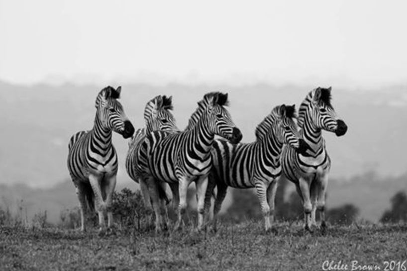 Kariega Zebras