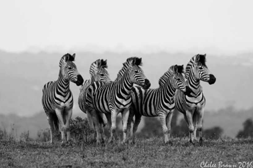 Zebra Harem Photo