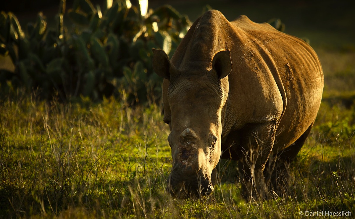 Thandi at Kariega by Ranger Daniel