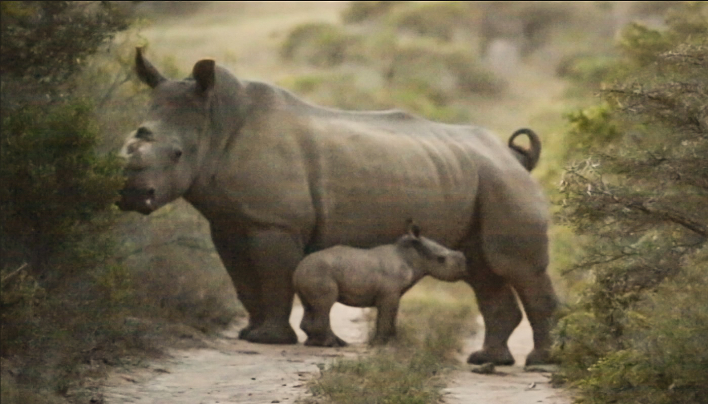 Rhino Thandi Calf January 2017