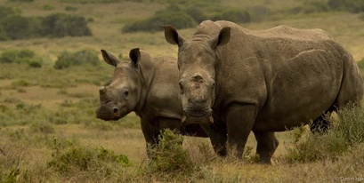 Kariega Rhinos