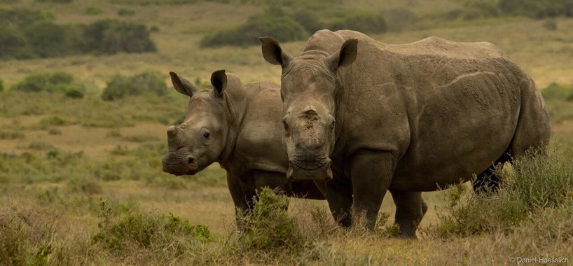 Kariega Rhinos