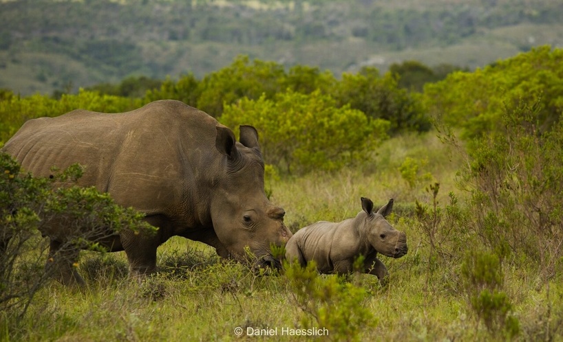 Kariega Rhino Follows Calf