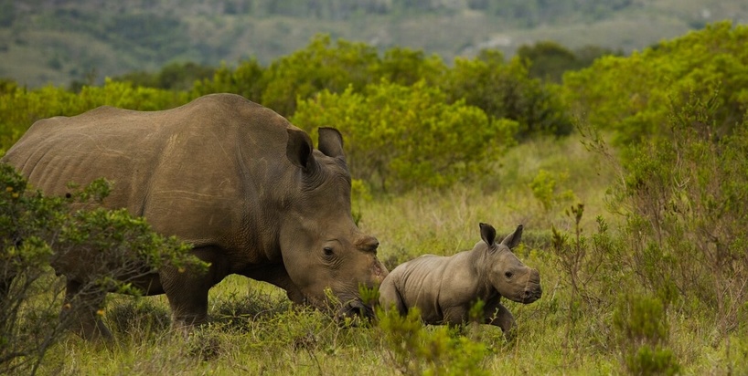 Kariega Rhino Follows Calf