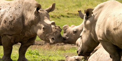 Kariega Rhinos Playing