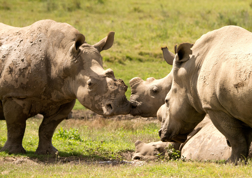 Kariega Rhinos Playing