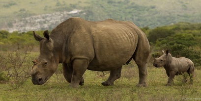 Kariega Rhino and Calf