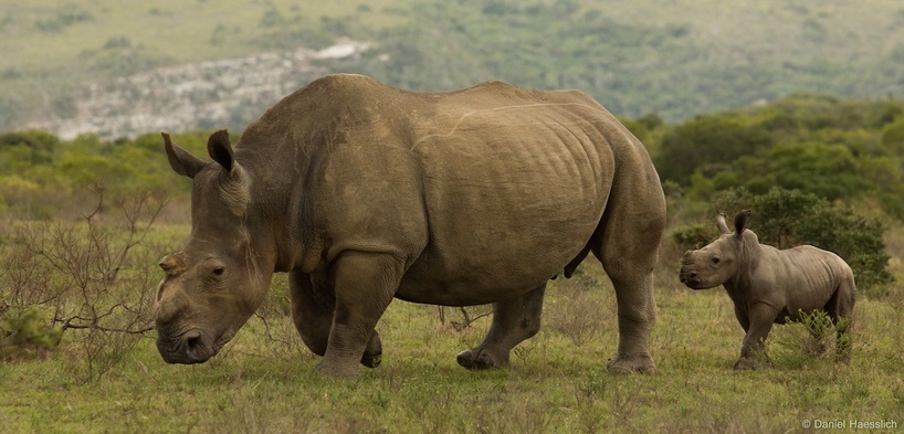 Kariega Rhino and Calf
