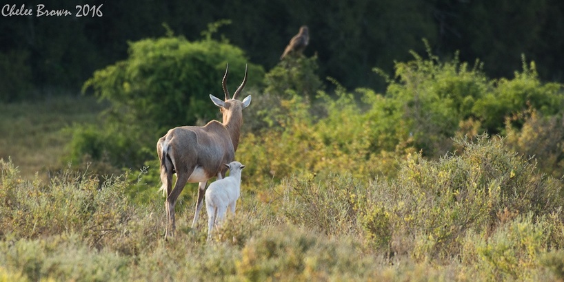 blesbuck-CheleeBrown-Kariega-Jan2017.jpg