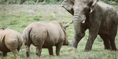 kariega-rhino-elephant-janniklaswedig.jpg