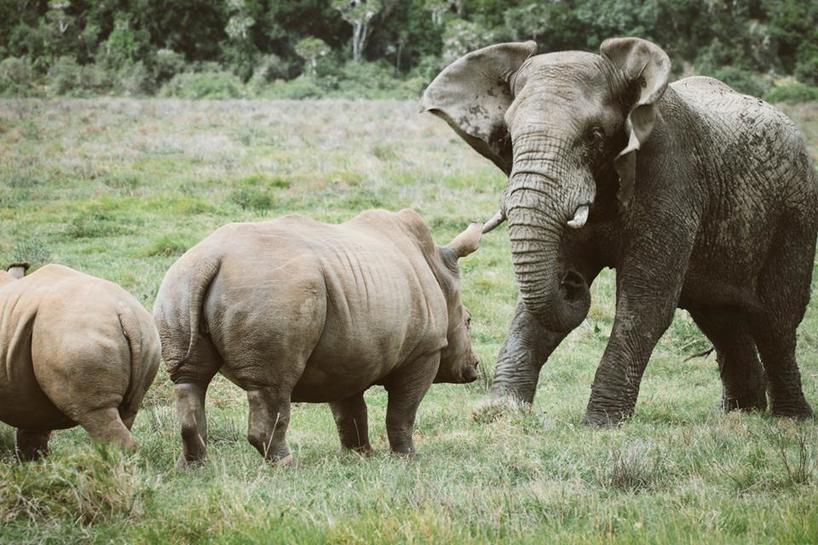 Animal Face-Off: Rhino vs Elephant | Kariega Game Reserve