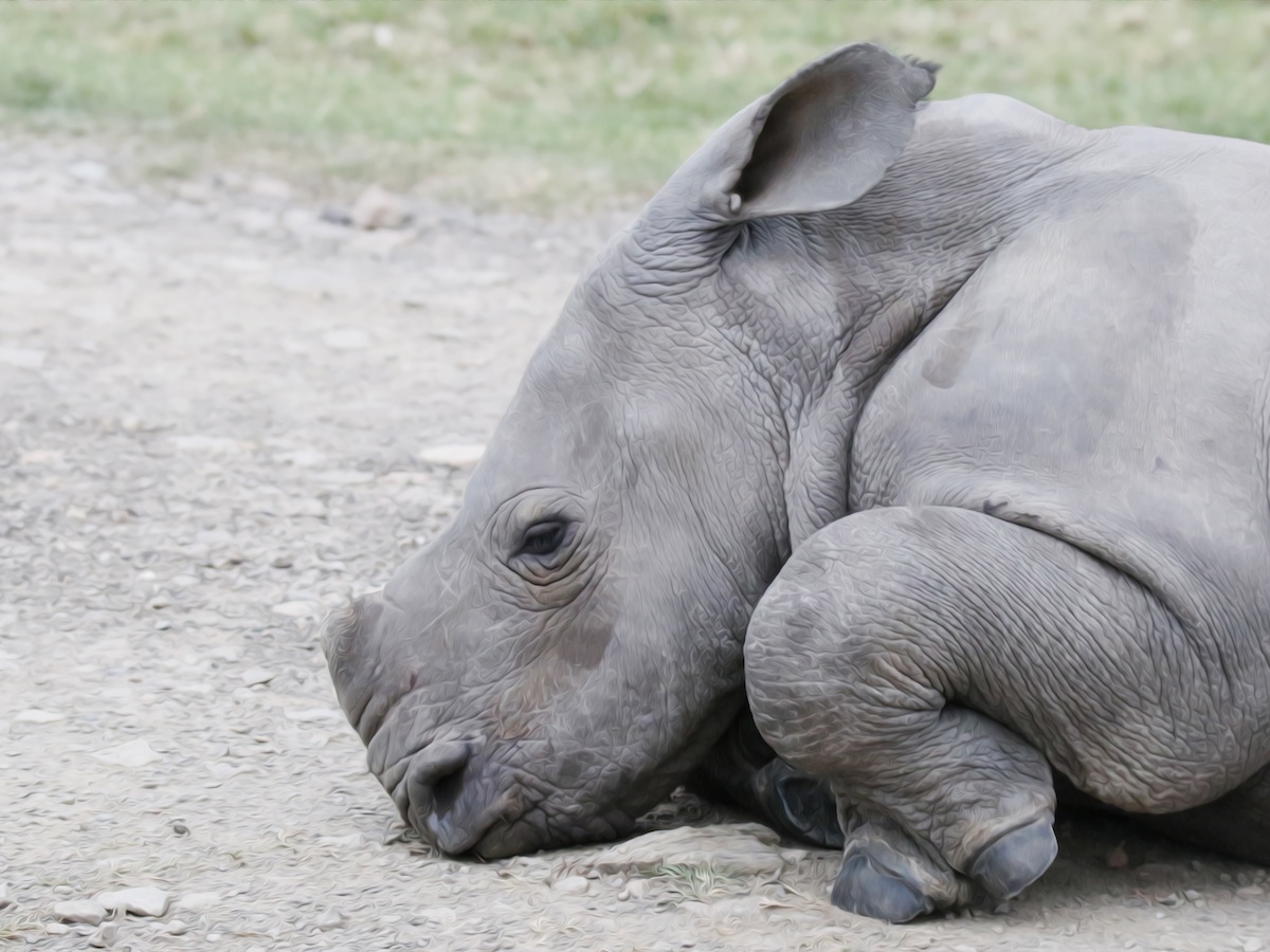 Rhino Calf Colin having a nap by Jone Haesslich