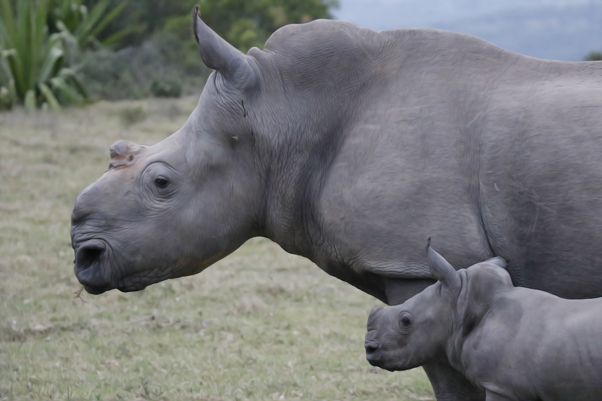 Rhino Thandi with her calf Colin by Jone Haesslich