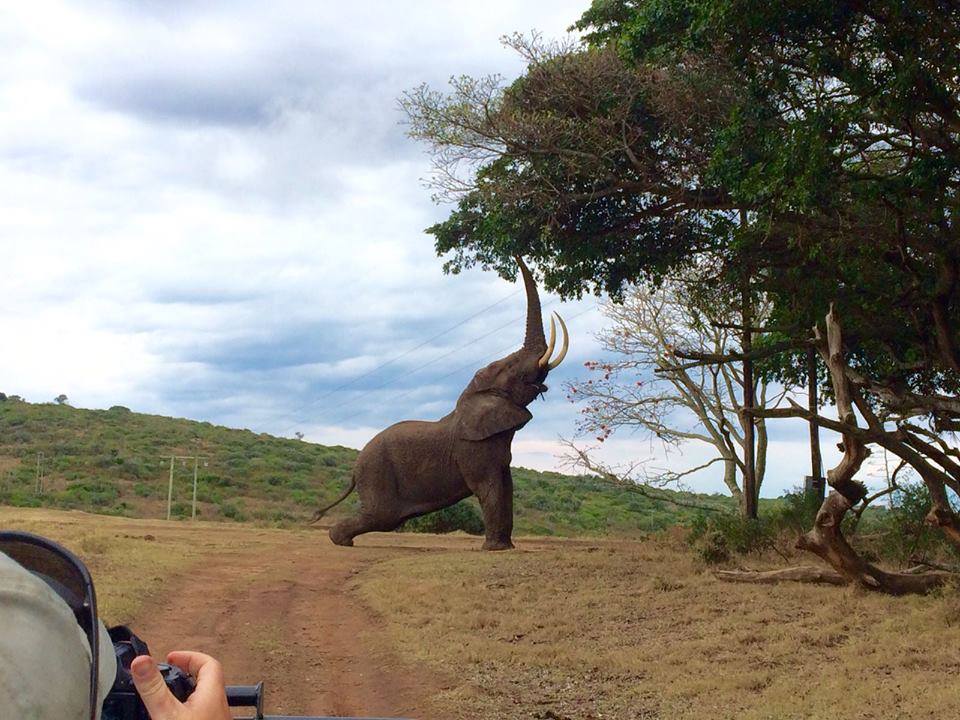 Kariega Elephant at full stretch by Marie Dempf