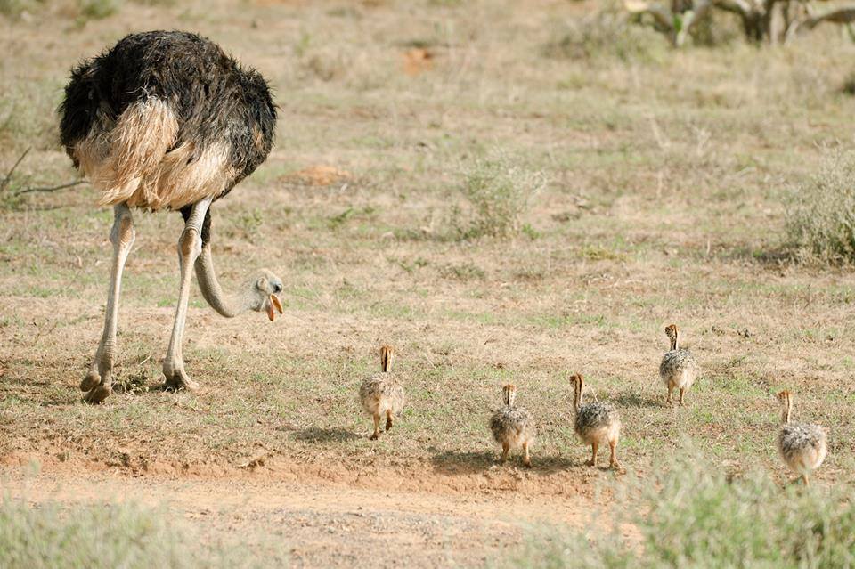 Ostrich family outing at Kariega by Kelly Valentine Johnsen