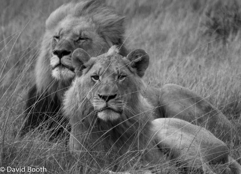 Lions of Kariega by David Booth