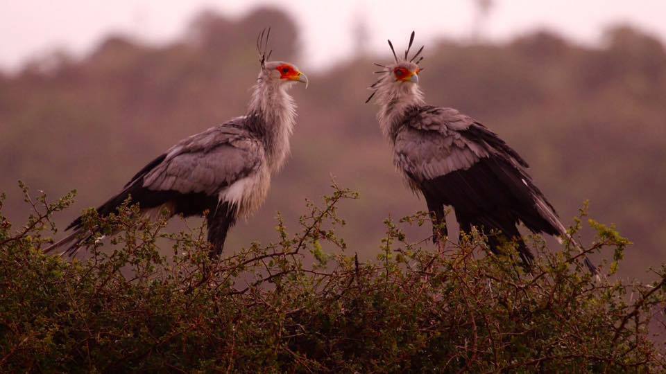 Secretary birds at Kariega by Simon Parker