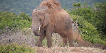 kariega-elephant-kellyvalentinejohnsen.jpg