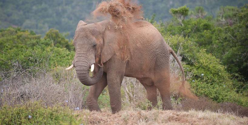 kariega-elephant-kellyvalentinejohnsen.jpg