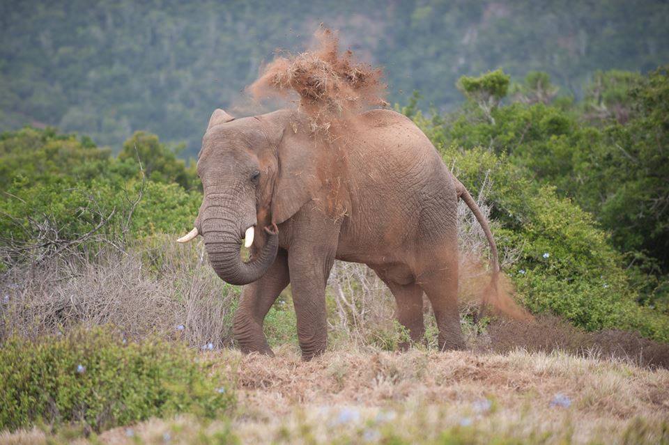 Elephant having a dust bath at Kariega by Kelly Valentine Johnsen