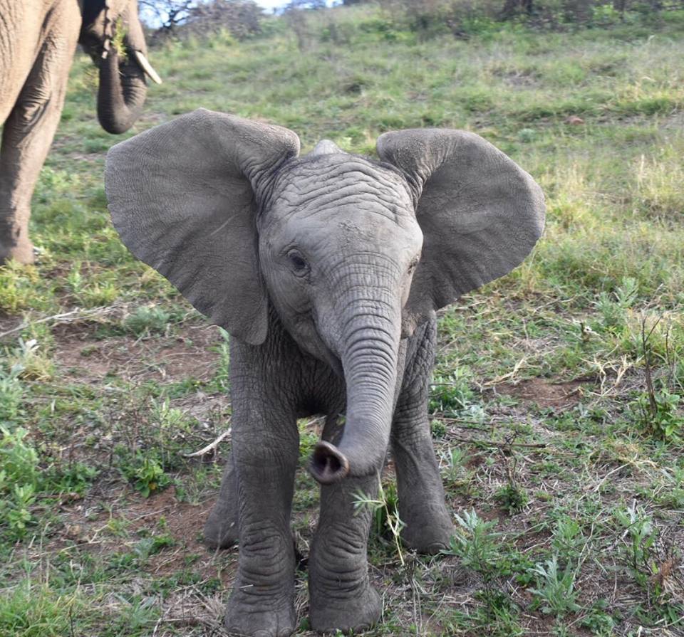 Baby Elephant at Kariega by Hannah Morrison