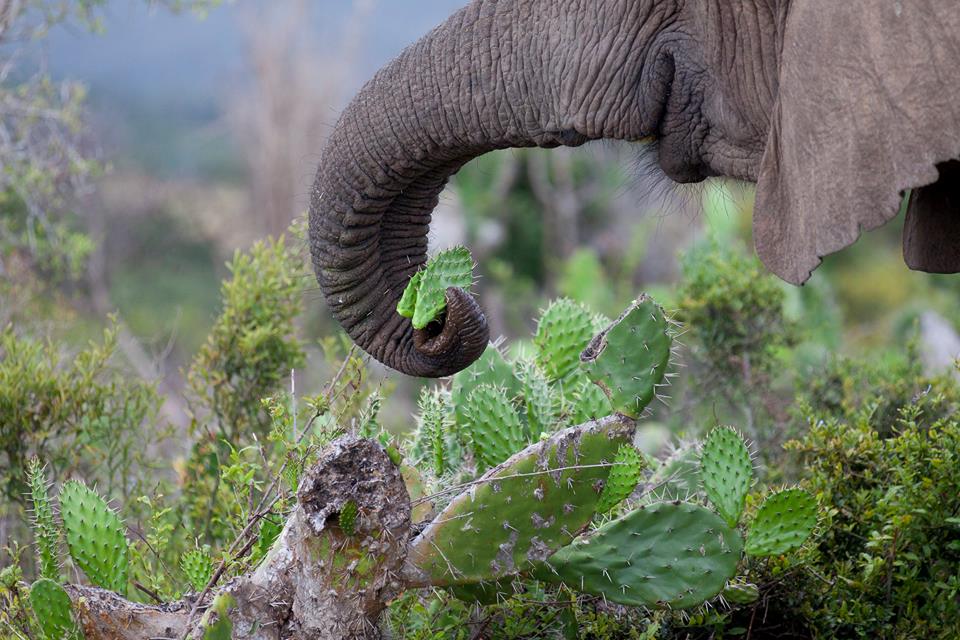 Elephant Trunk by Urban Madison