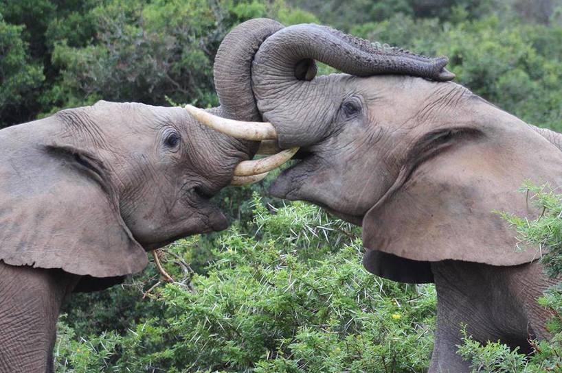 kariega-elephant-wrestling-Sneddon.jpg