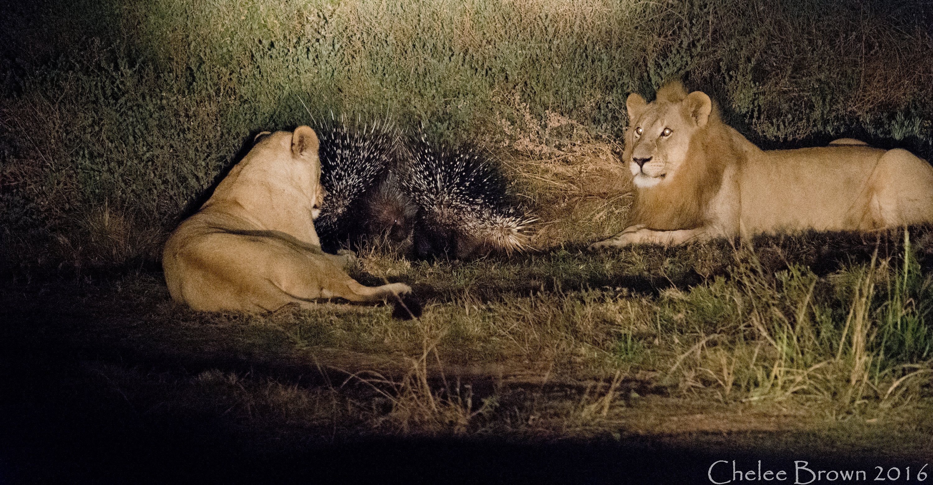 Lions and a Prickle of Porcupines at Kariega Game Reserve