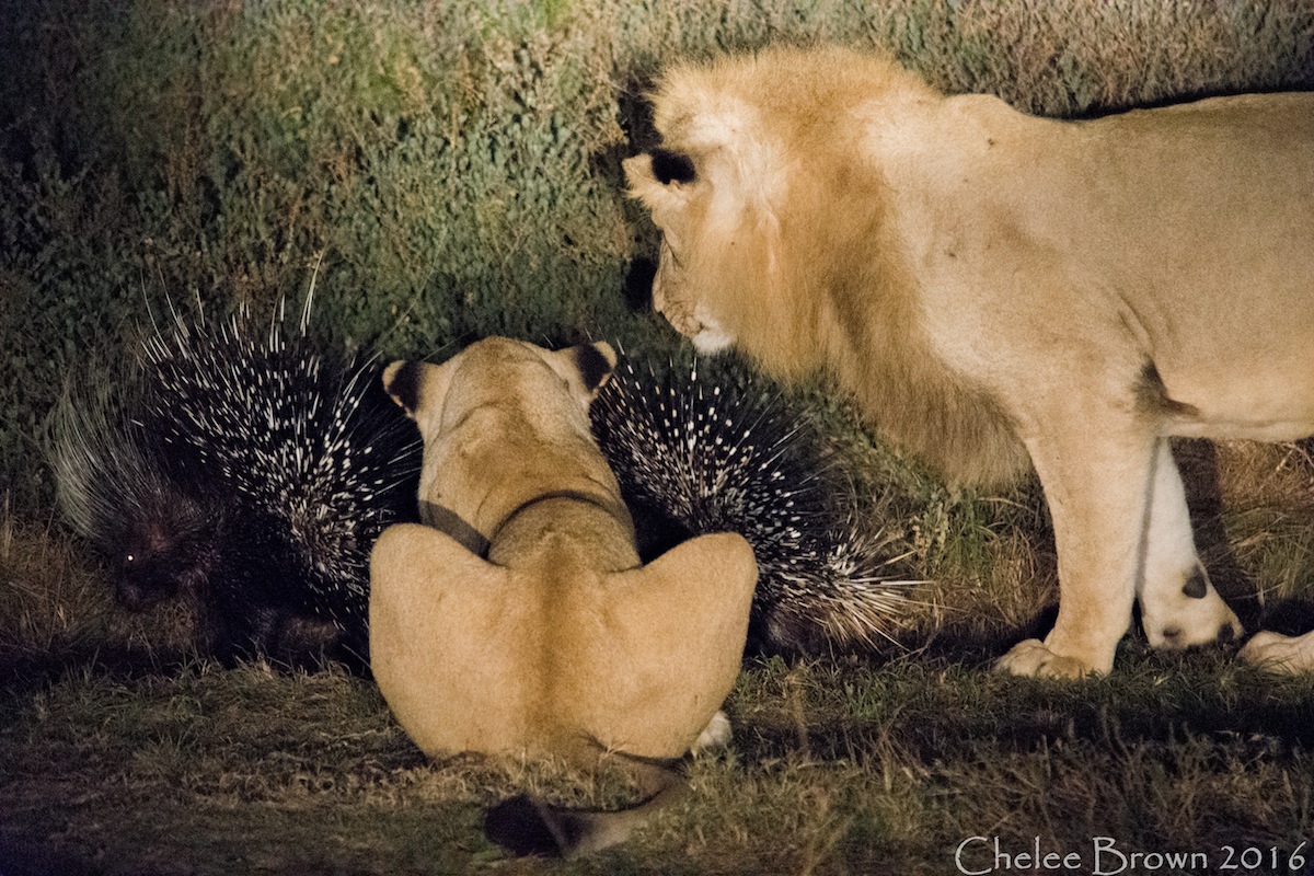 Kariega Lion intrigued with Porcupine by Chelee Brown2