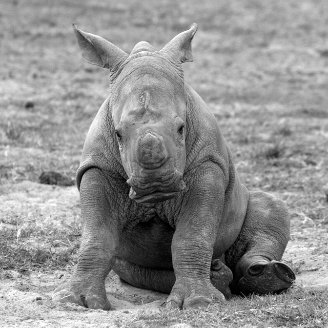 Rhino Colin at Kariega