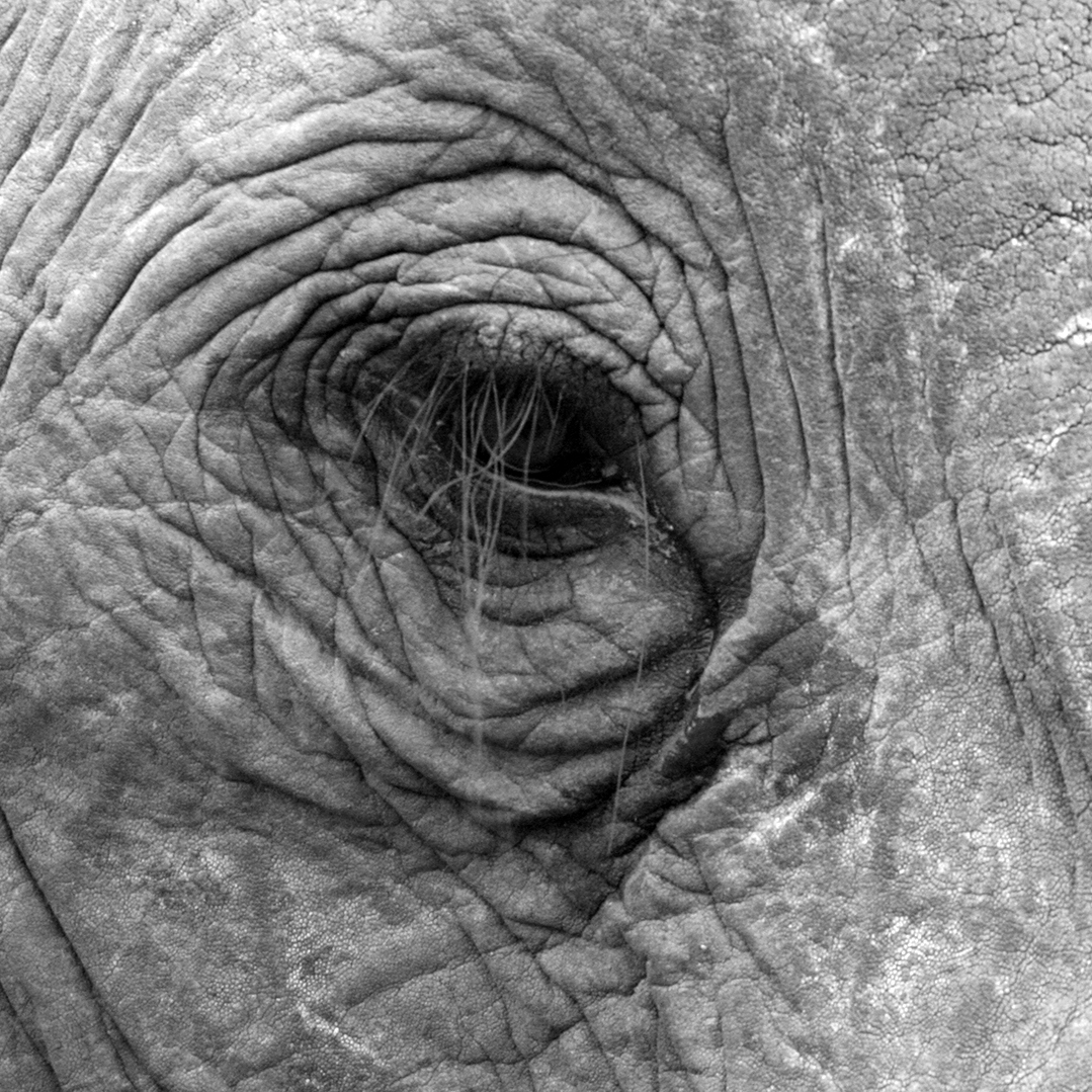 Elephant eye at Kariega by guests Neucke