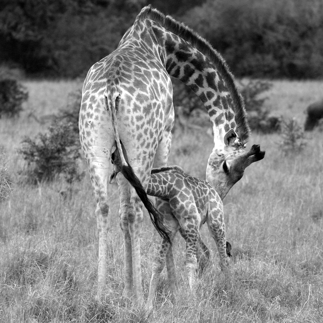 Suckling Giraffe at Kariega