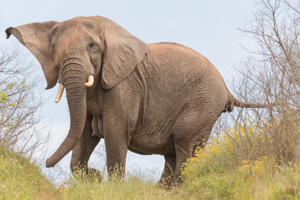 Elephant by Graham Harvey taken at Kariega in Sept 2016