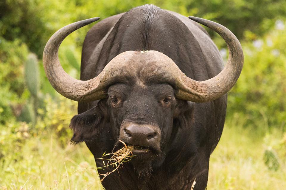 Buffalo at Kariega by Graham Harvey