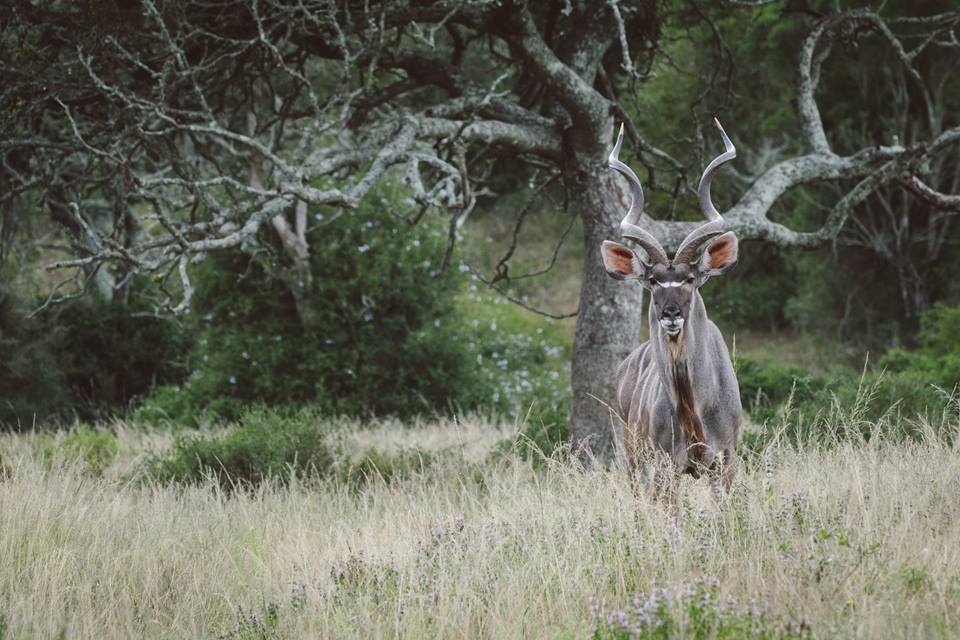 Kariega Kudu by Jan Niklas Wedig
