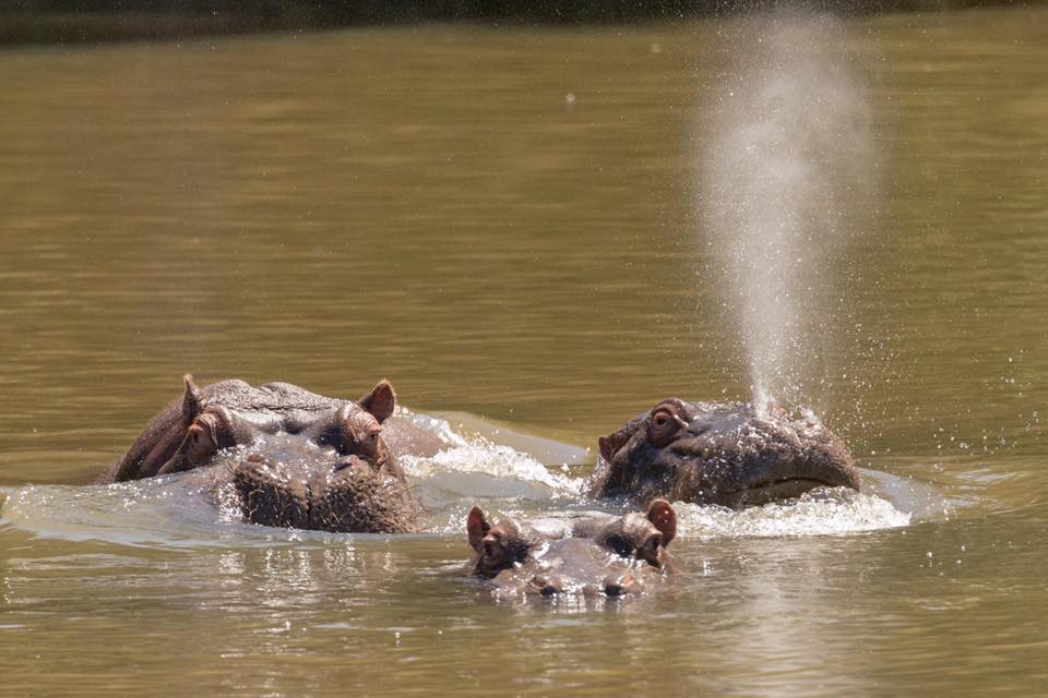 Hippo at Kariega Graham Harvey