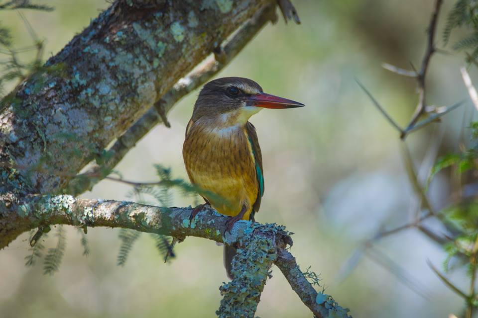Kingfisher by Jan Niklas Wedig