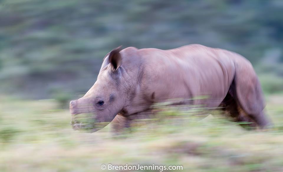 Rhino Kariega Brendon jennings