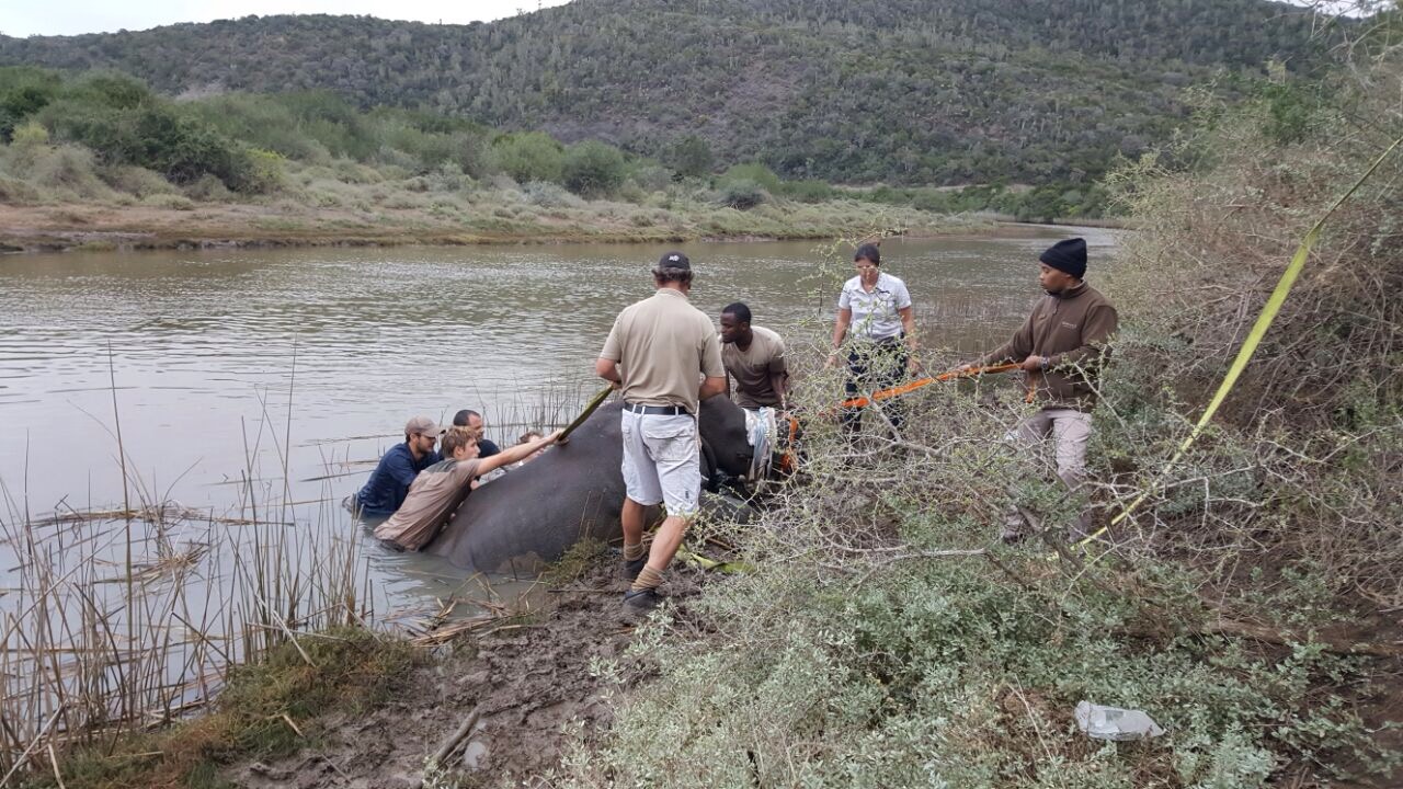 Kariega Rhino Cow Saved from Drowning Bushmans River