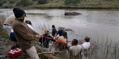 Kariega-rhino-cow-saved-male-drowns-May2017.JPG