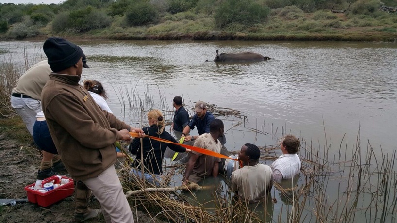 Kariega-rhino-cow-saved-male-drowns-May2017.JPG