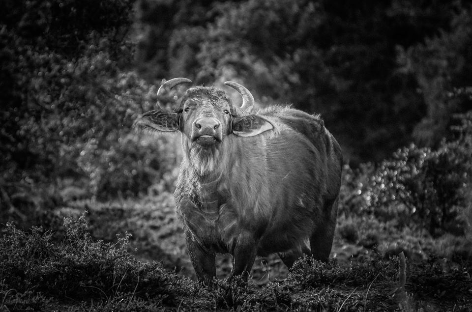 Buffalo by Christian Mh taken at Kariega in March 2017