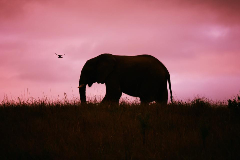 Elephant by Andrea Greaves taken at Kariega in Dec 2016