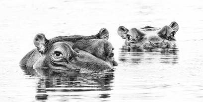 hippo-AndrewColgan-Kariega-Aug2016.jpg