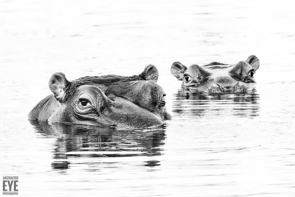 Hippo by Andrew Colgan Kariega taken at Kariega in Aug 2016