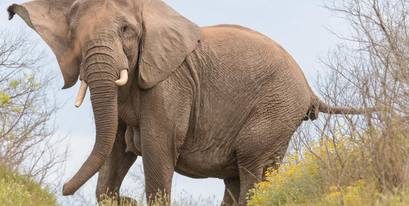 elephant-GrahamHarvey-Kariega-Sept2016.jpg